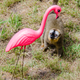 Illustration for article titled Lawn Ornaments Help Lemurs Stay Happy and Healthy